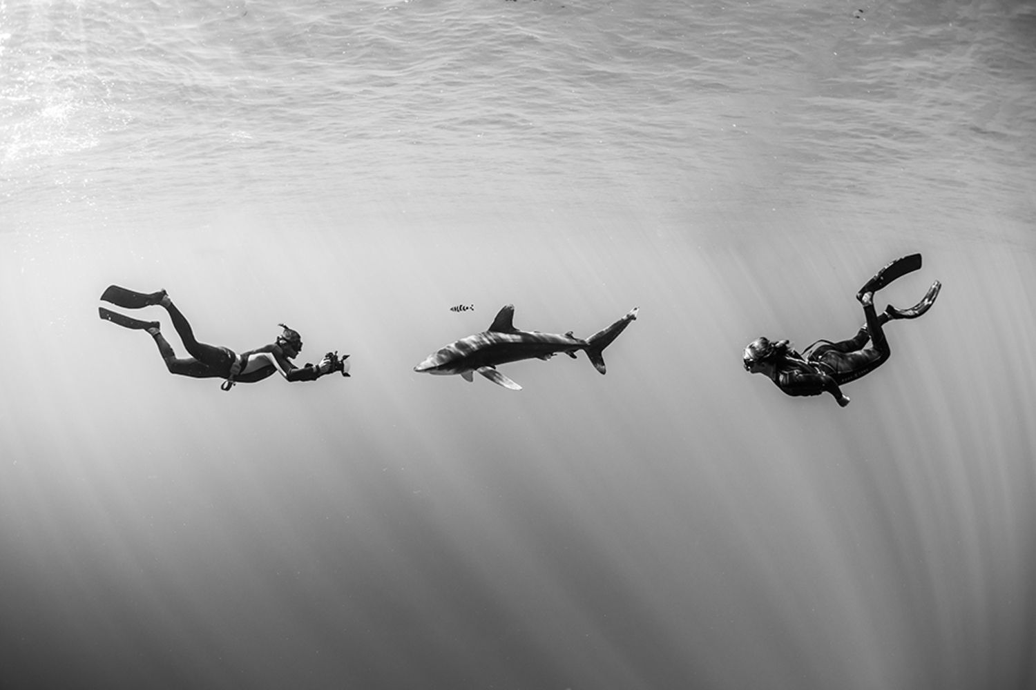 Shark and free divers