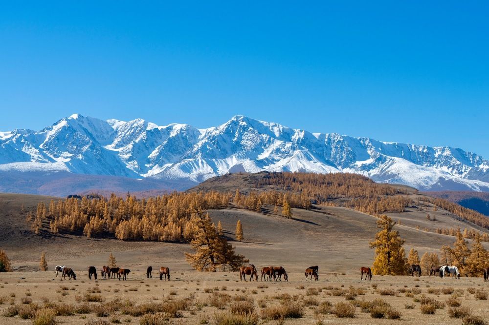 Алтай. Осень 5