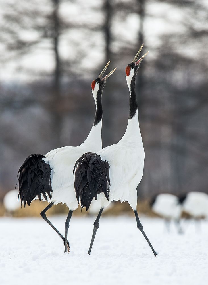 Журавлиные песни