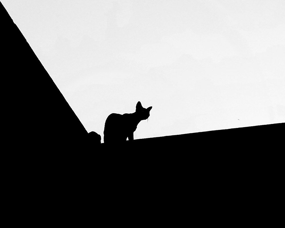 Shadow of life