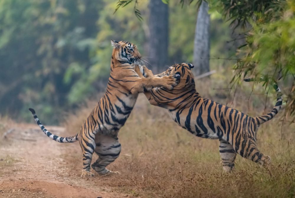 Siblings: The Only Enemy You Can\'t Live Without !