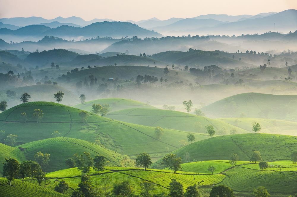 LongCoc Mountain Tea 1