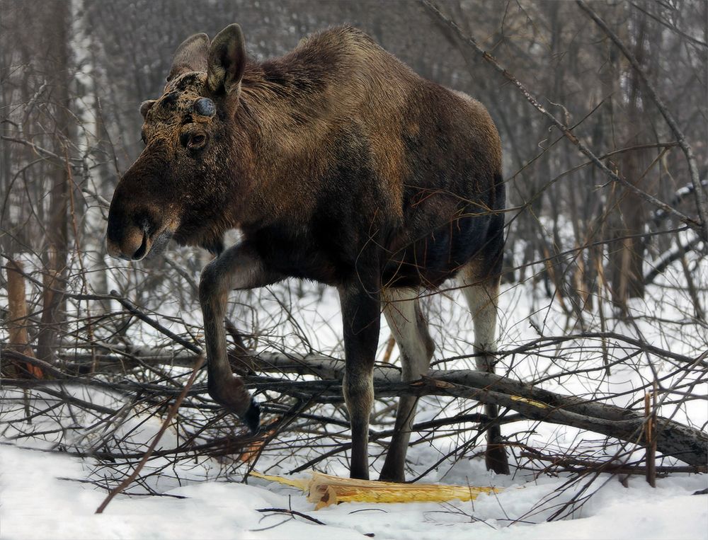 таежный гость