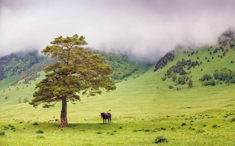 Умиротворение