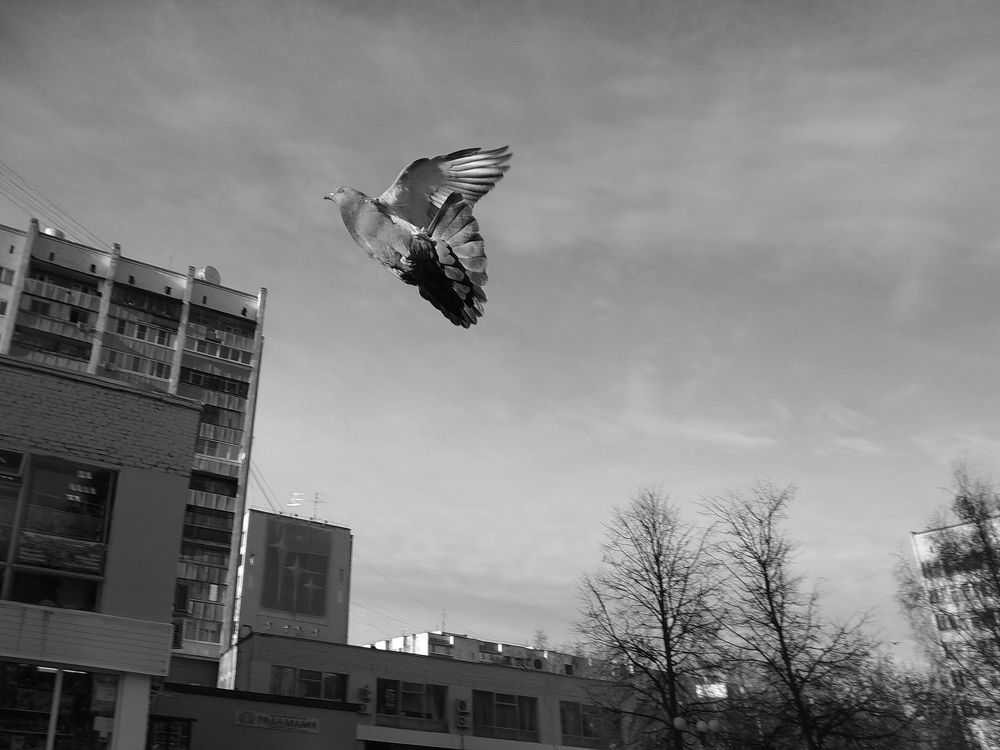 Photo #2969998