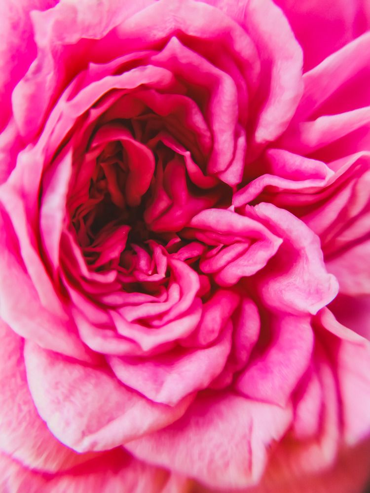 Mini rose