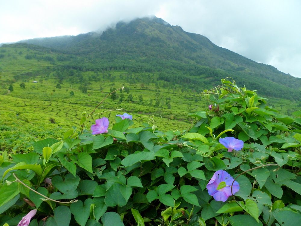 Rain tropic lands