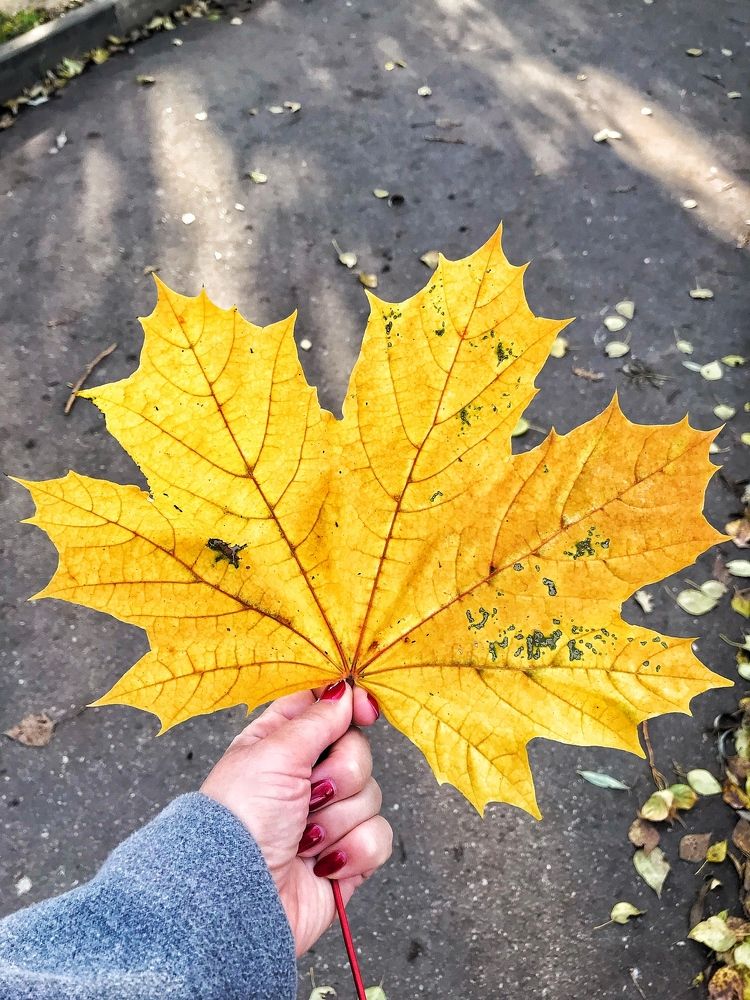 Здрасьвуй осень