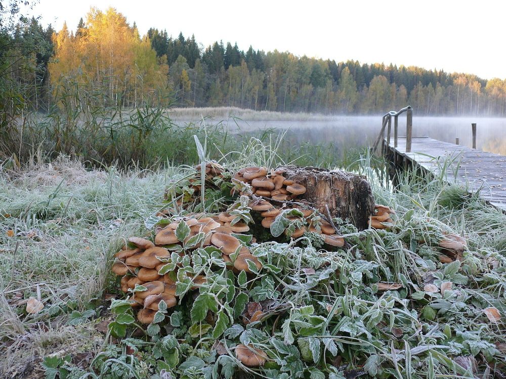 Одновременно за водой и грибами