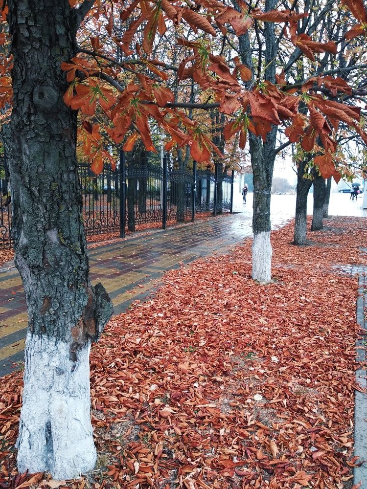 Каштановая аллея