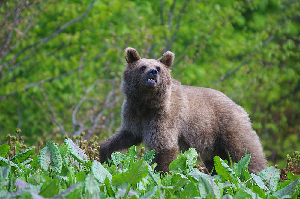 Мишка не в настроении