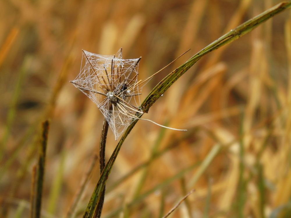 Воздушный змей осени...