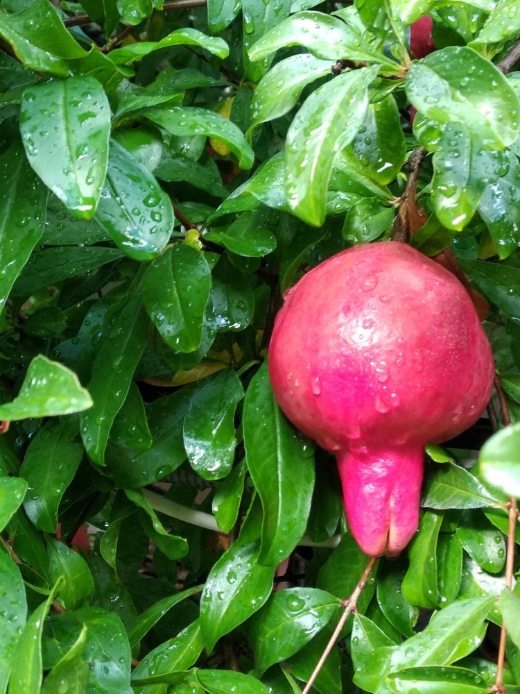 Гранат после дождя