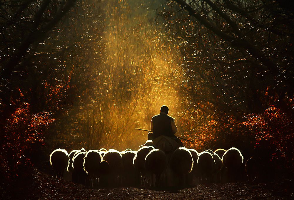 Moses and the Shepherd