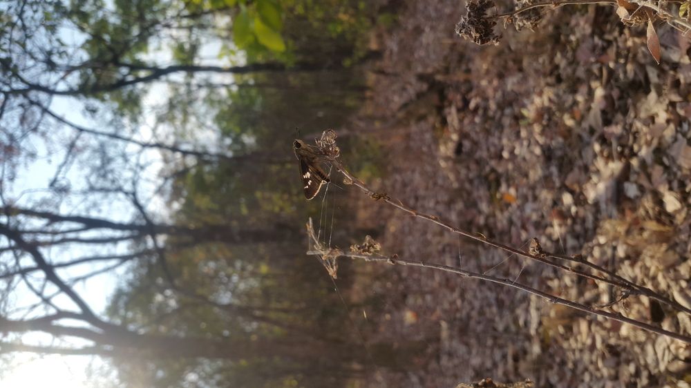 The butterfly with nature