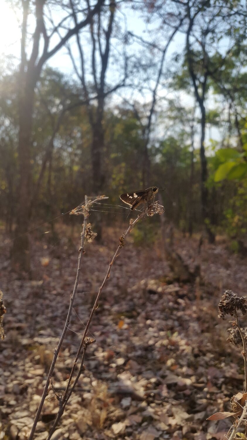 The butterfly with nature