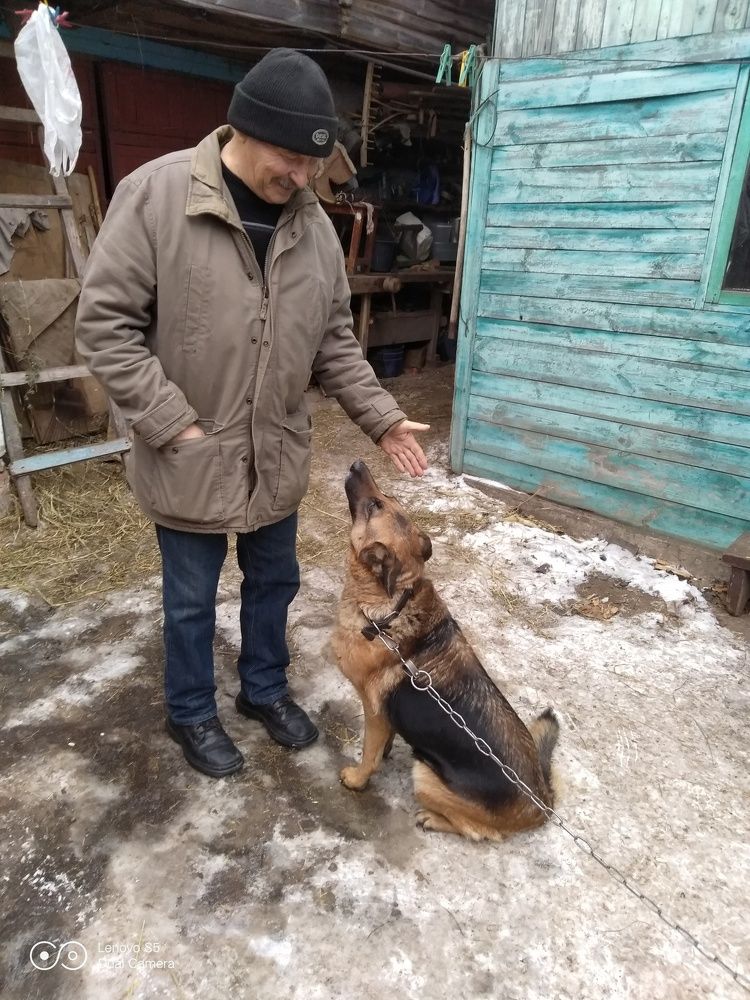 Любовь к животному