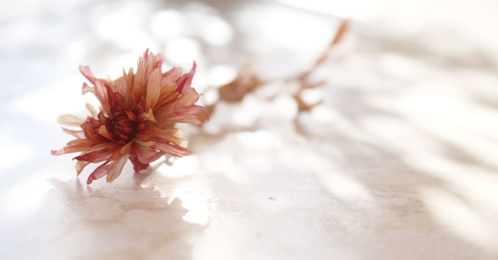 Photograph by Светлана