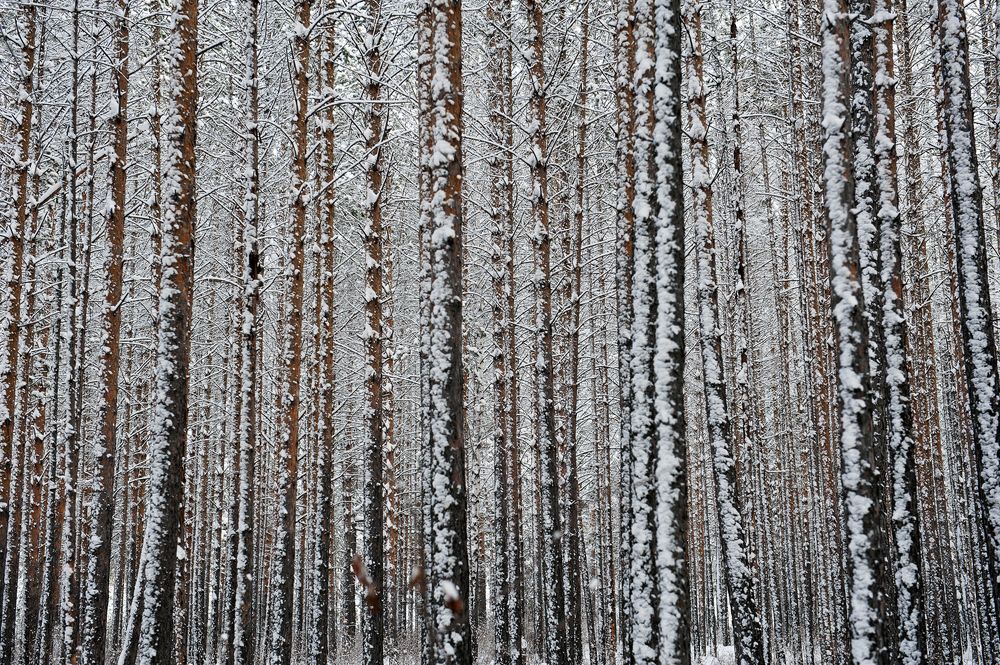 Графика зимнего леса.