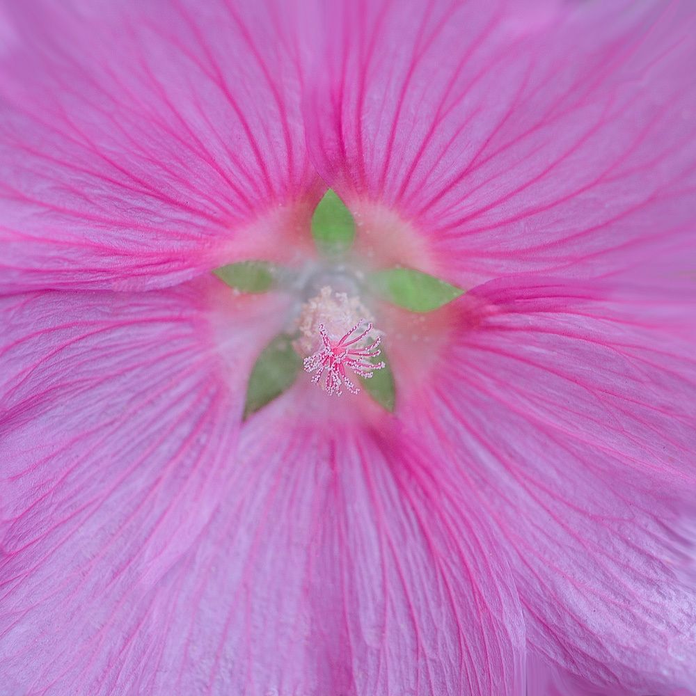 Нежная мальва