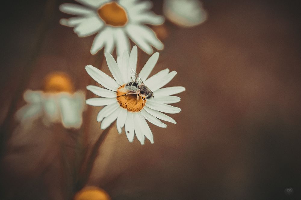 Photograph by Ирина