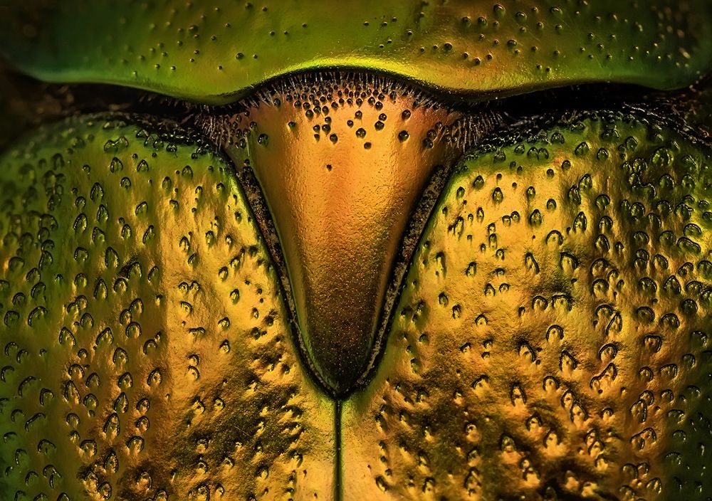 Золотой телец