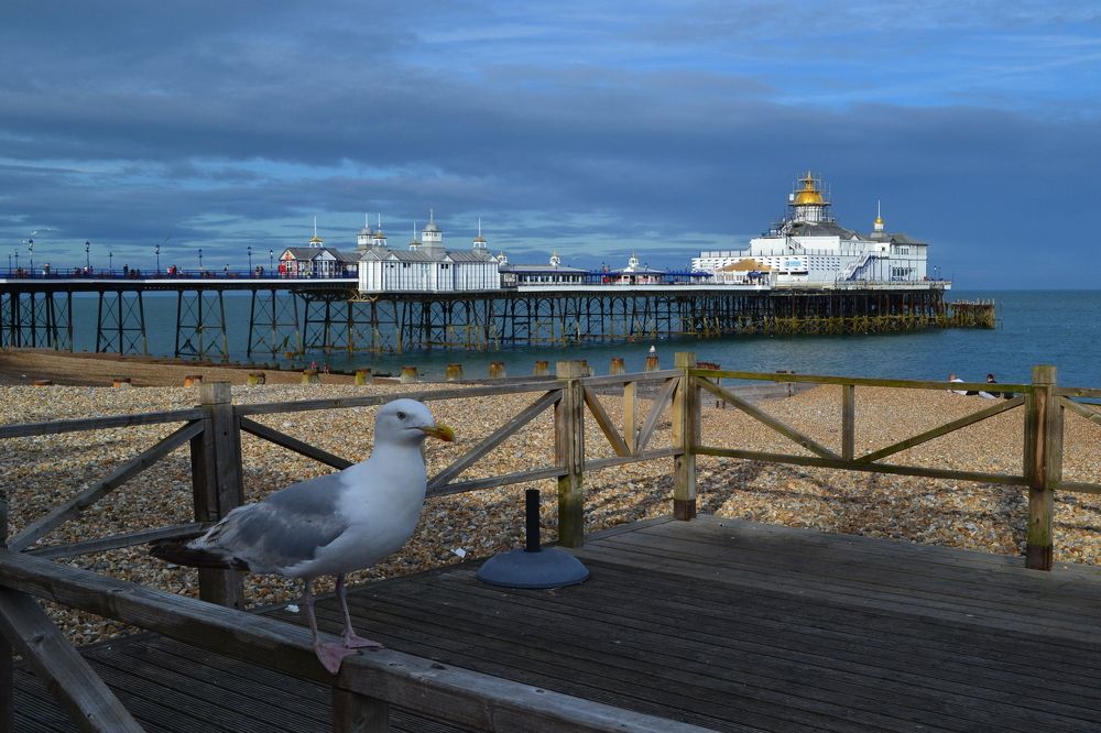 Curious seagul