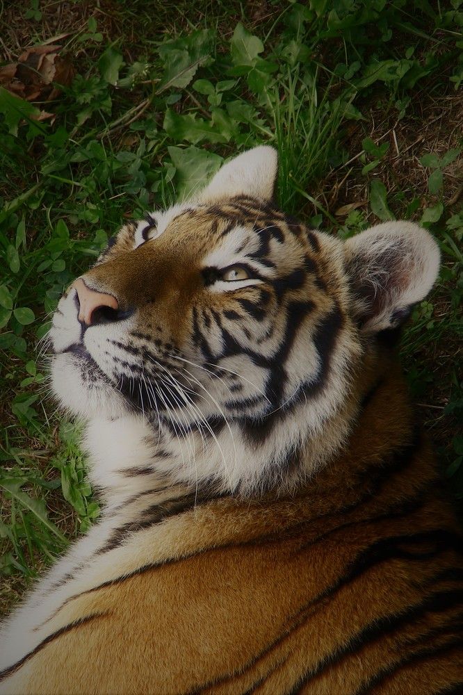 The eye of the tiger