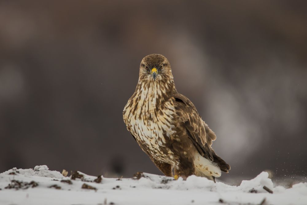 Look me in the eyes, Boy!