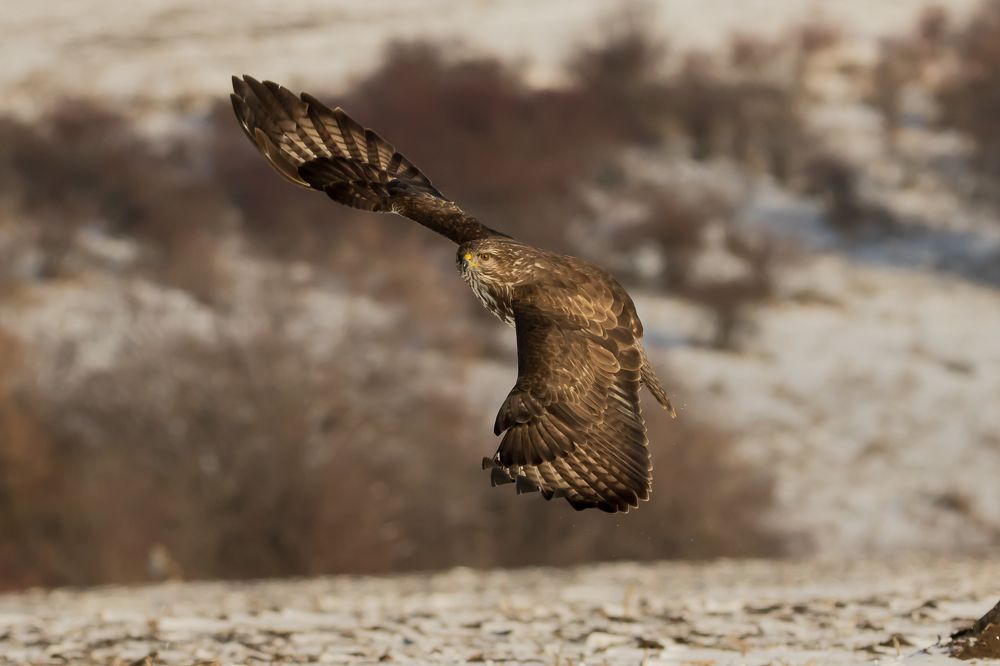 Buzzards fly in all directions