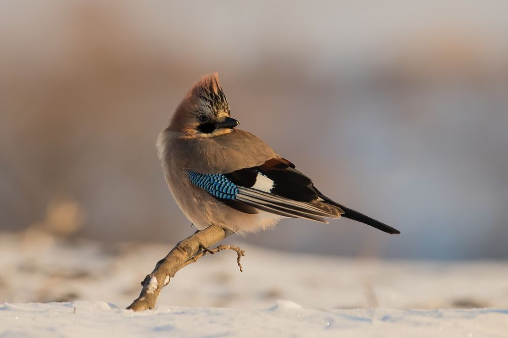 Winter Jay