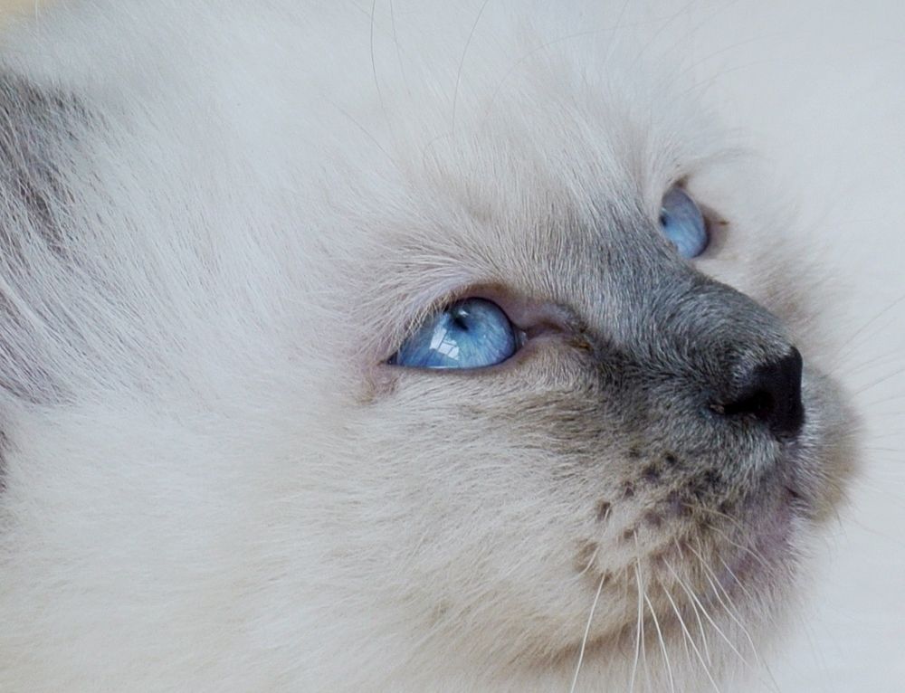 Birmabella kitten
