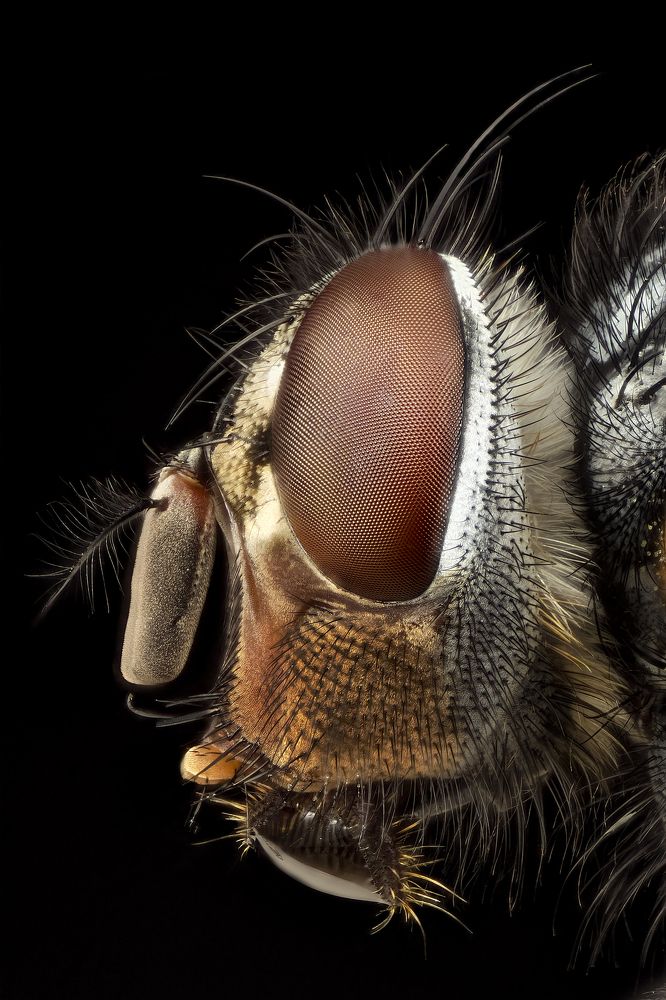 Housefly perfil head