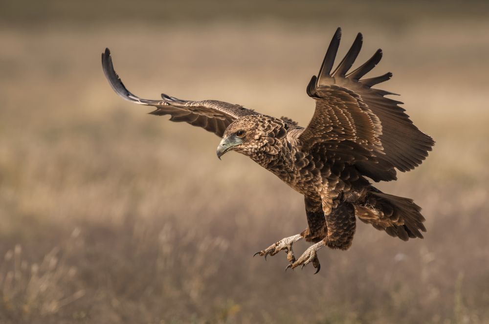 Bateleur landing 2