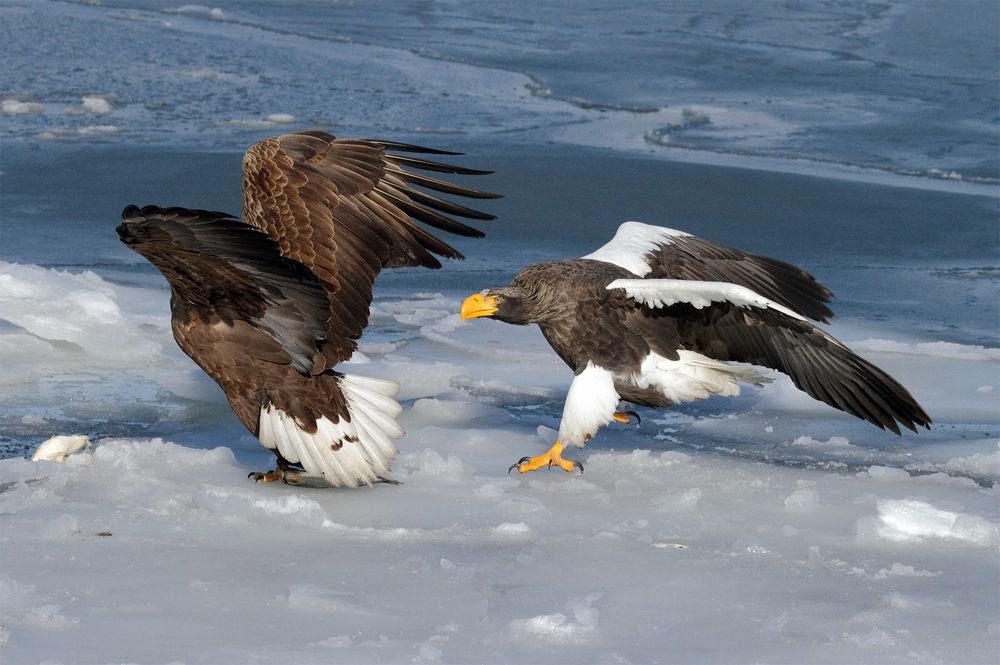 Право сильного