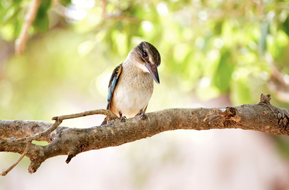 The Woodpecker.
