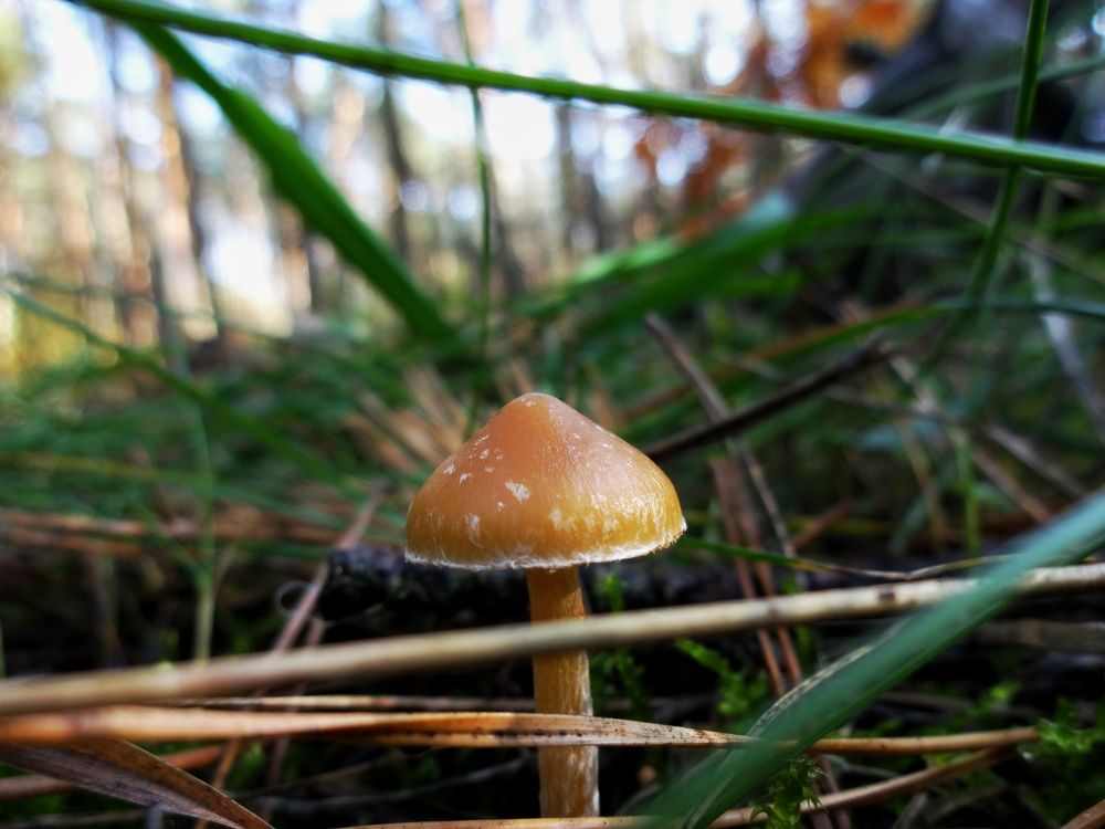 mashrooms
