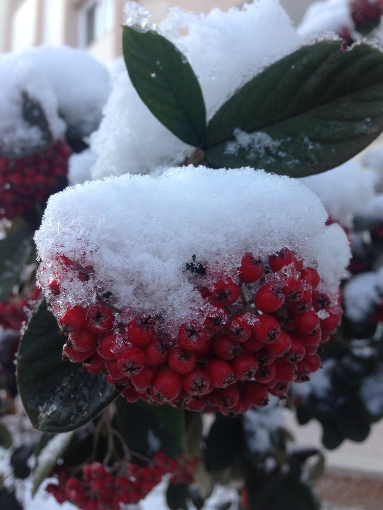 Karlar Altındaki Güzellik