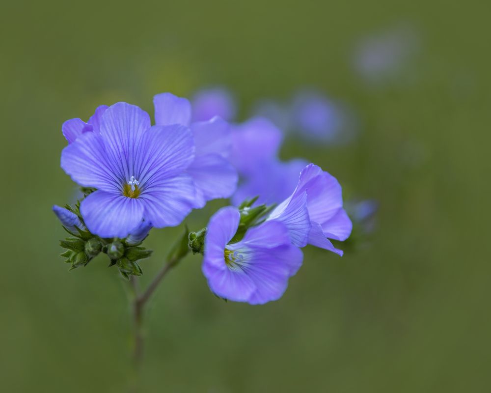 Льняной букет