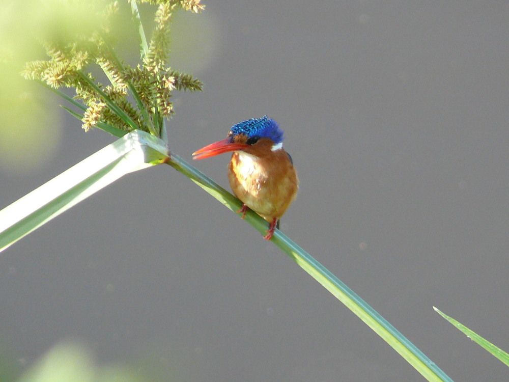 Malachite kingfisher