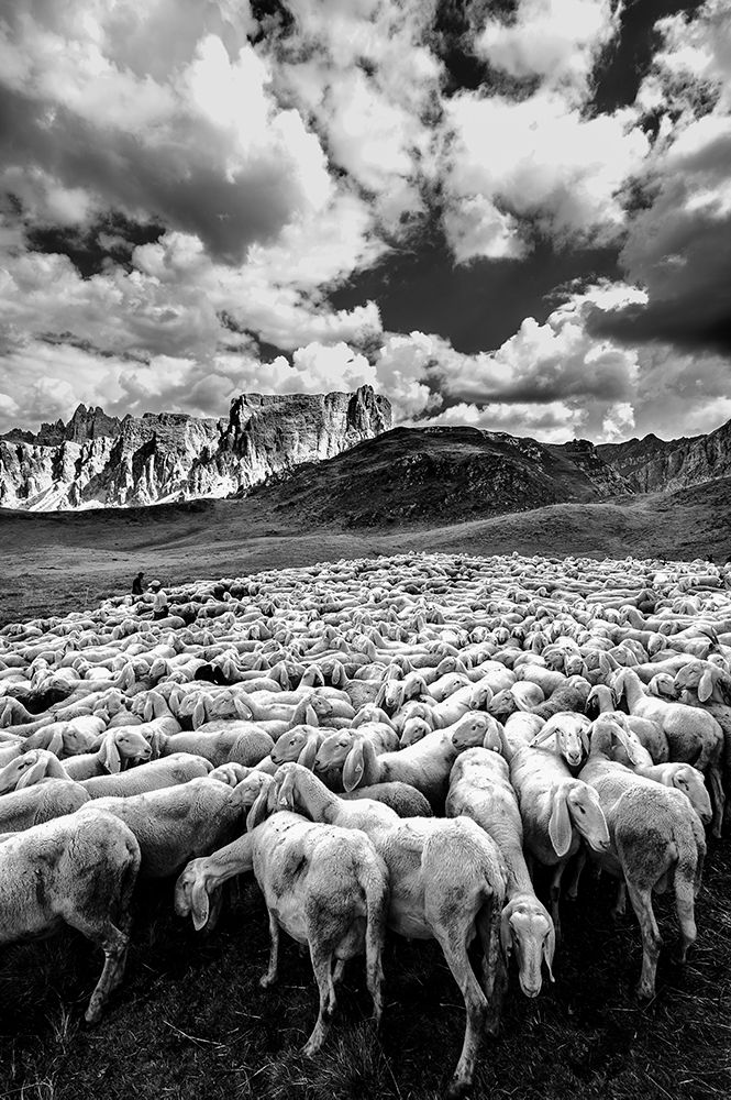 Transhumance