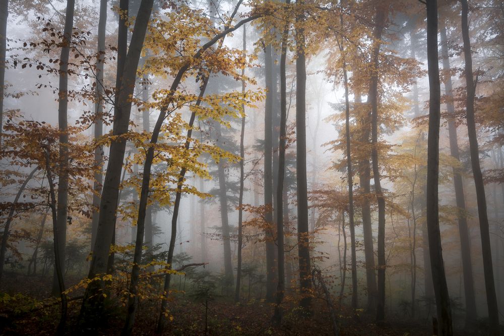 Forest fog