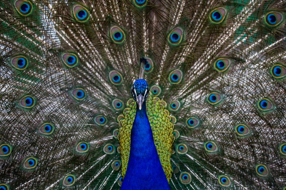 Portrait of a Beautiful Peacock