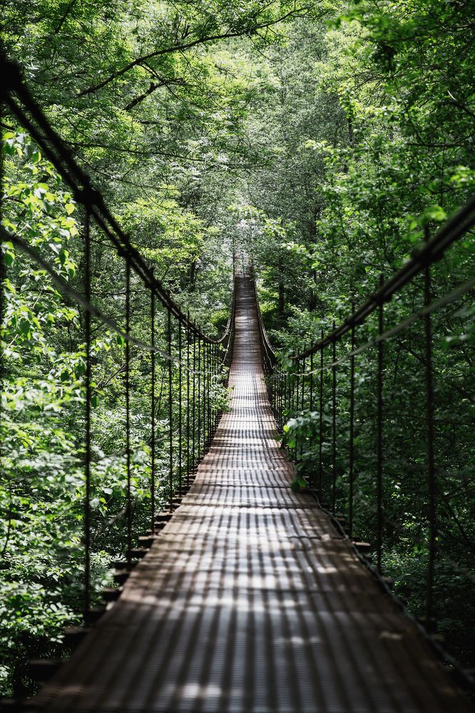 Дорога в Сказочный лес