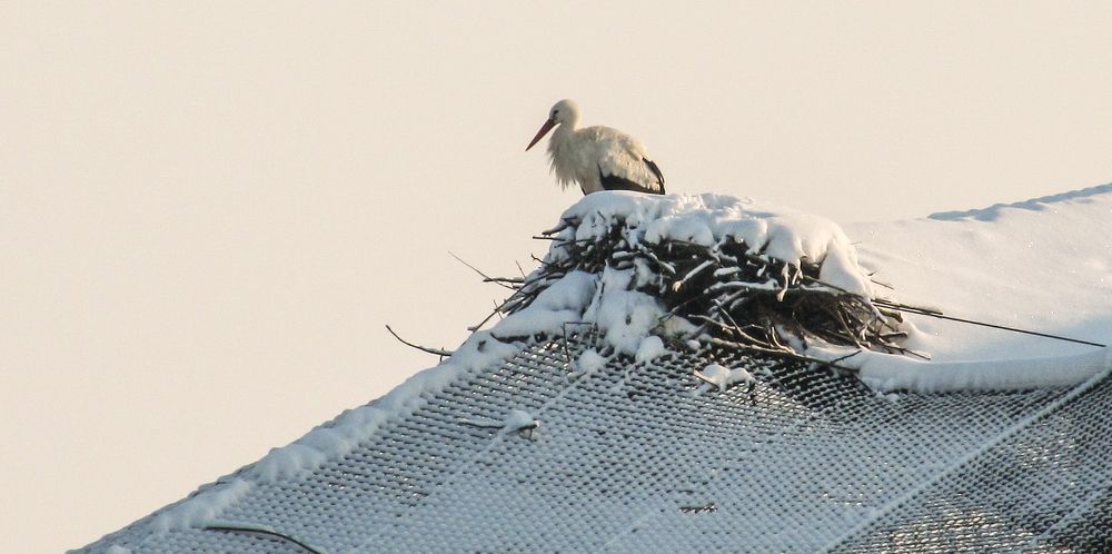 A stork in winter in Hungary