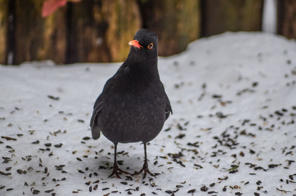 Blackbird in winter in Hungary