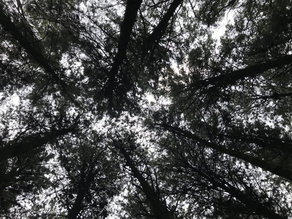 En el bosque mirando al cielo