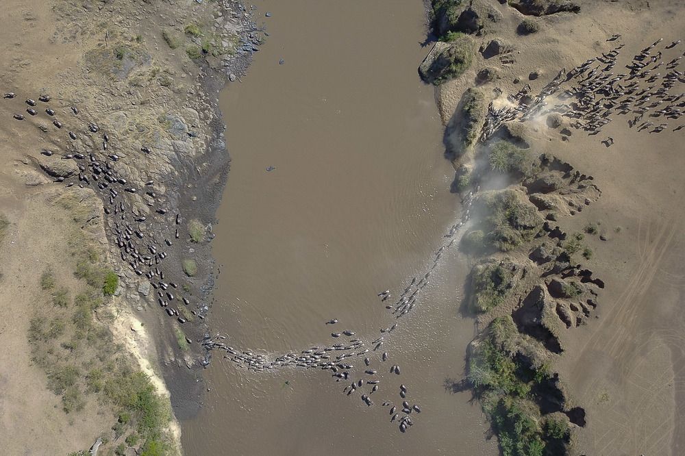 Great Immigration Birds Eye View