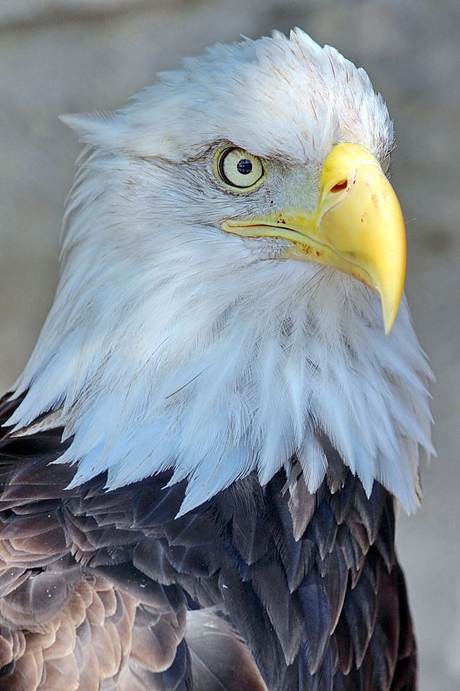 Белоголовый ястреб