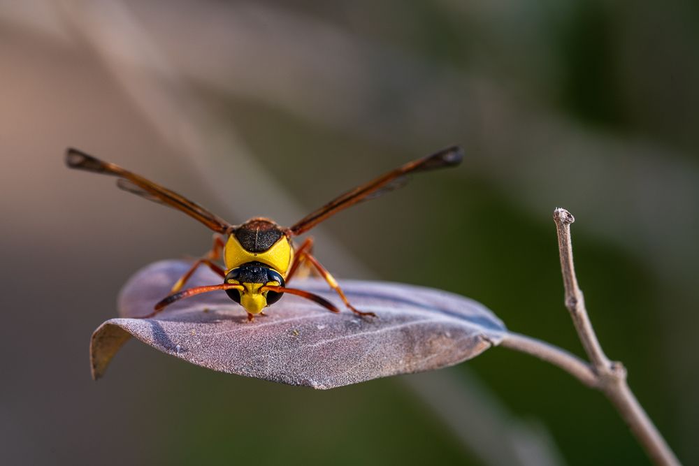 Wasp on dry leaf